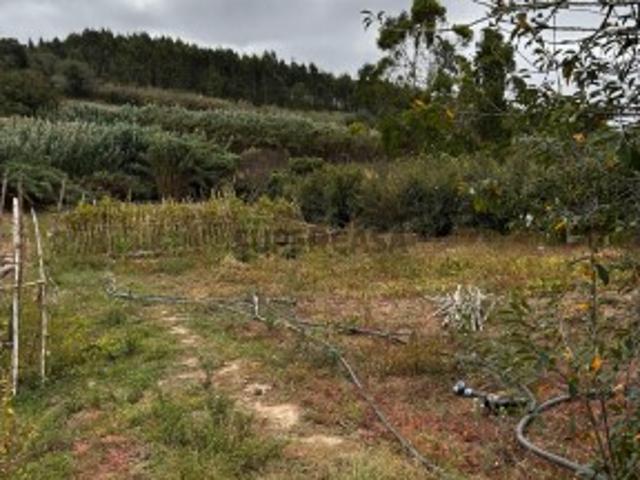 Terreno agricola localizado na Freguesia da Lourinhã