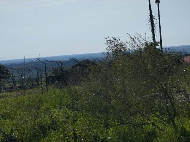 TERRENO AGRÍCOLA PARA VENDA SOUTO DA CARPALHOSA
