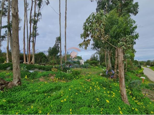 Terreno agrícola 2.000 m2 | A dos Cunhados, Torres Vedras
