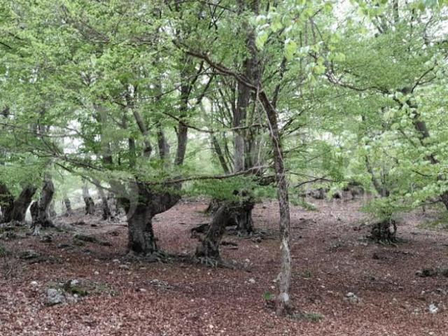 Terreno Agricolo Montelanico. Rif.: Cod. rif 3214511VRG