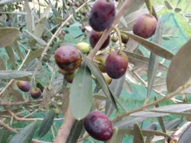 Terreno agricolo oliveta pianeggiante