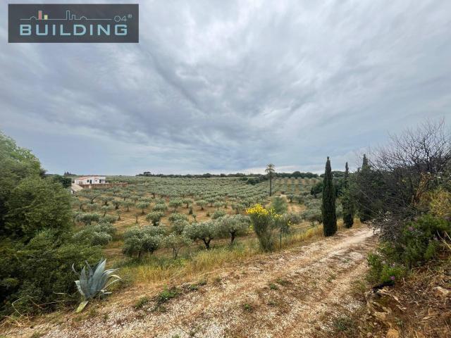 Terreno Agricolo coltivato con fabbricato in vendita a Castelvetrano, Verde Agricolo