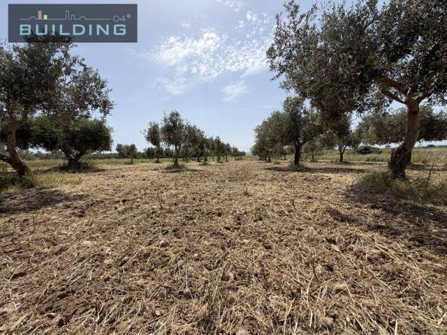 Terreno Agricolo coltivato senza fabbricato in vendita a Castelvetrano, Castelvetrano Citt