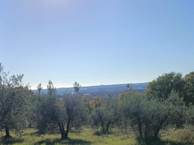 Terreno agricolo con ulivi