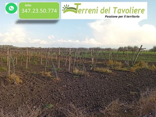 Terreno agricolo con vigneto – San Severo localit Coppa Porci