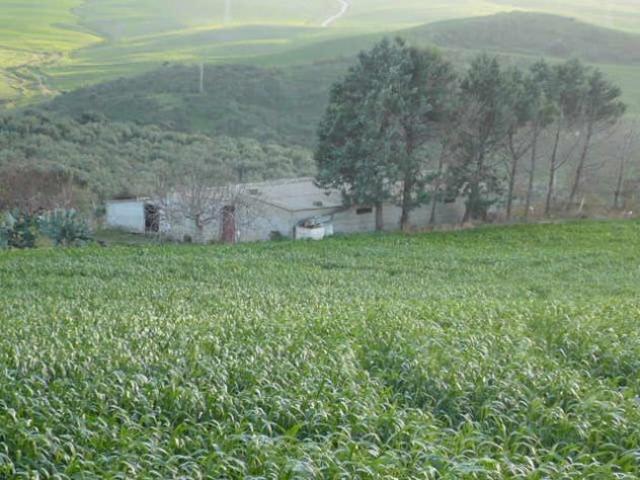 Terreno agricolo con stalla