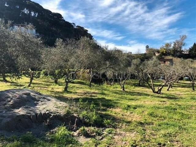 Terreno Agricolo di 16504 mq a Provinciale, Quartiere Lombardo Messina