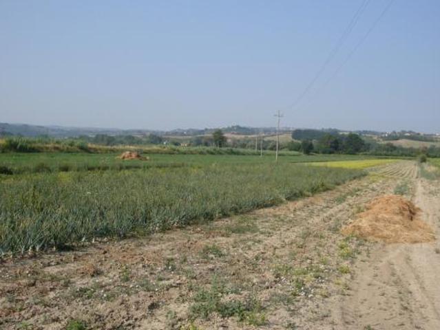 TERRENO AGRICOLO di 10000 mq CASTELFIORENTINO rif. C 221