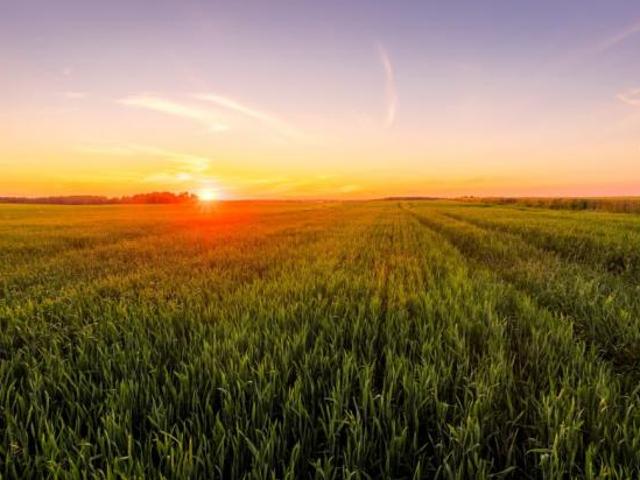 TERRENO AGRICOLO di 11000 mq SANT'ANGELO DI PIOVE DI SACCO rif. 101
