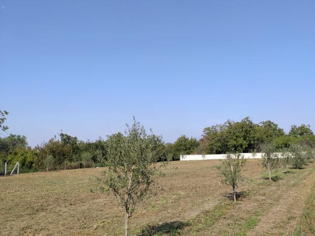 TERRENO AGRICOLO in AFFITTO a POMIGLIANO D'ARCO