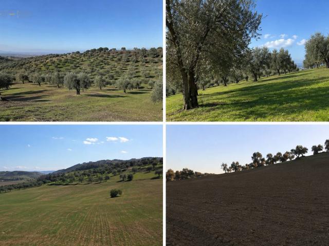 Terreno Agricolo in vendita a Tortoreto, Tortoreto Alto