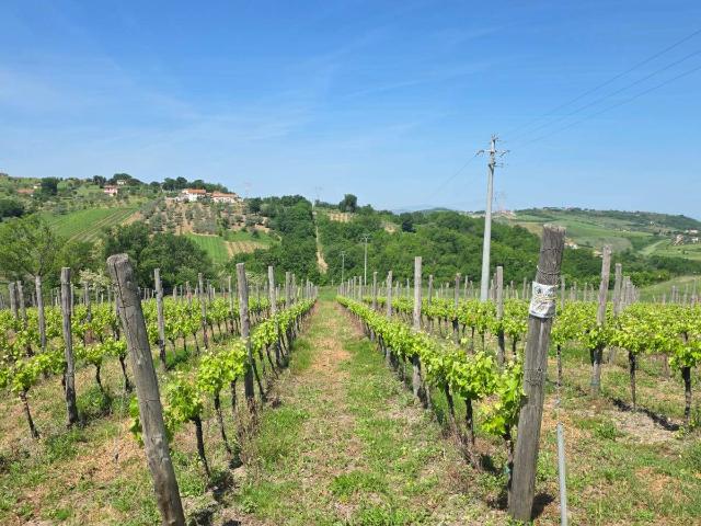 Terreno agricolo in Vendita a Torella dei Lombardi