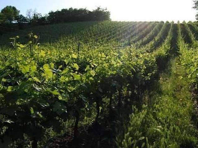 Terreno agricolo in vendita a Trento