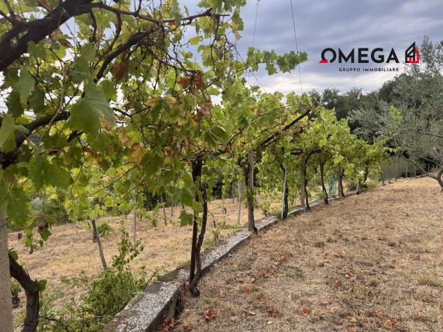 Terreno agricolo in vendita a Trieste