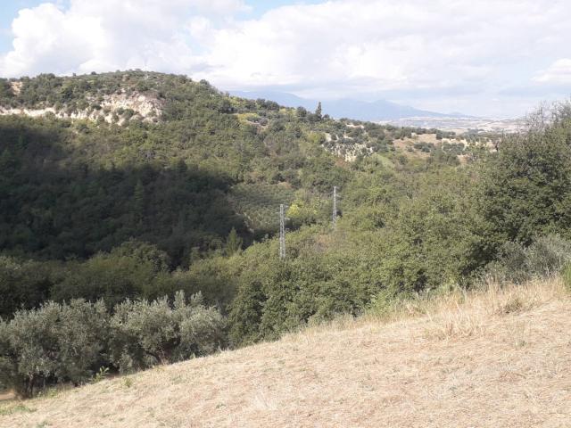 Terreno Agricolo in vendita a Turrivalignani