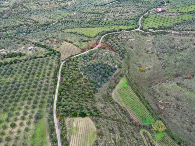 Terreno agricolo in vendita a Usini