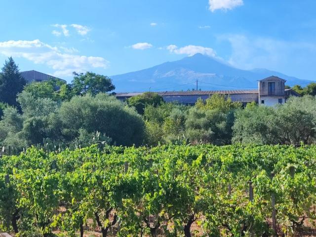 Terreno agricolo in vendita a Valverde