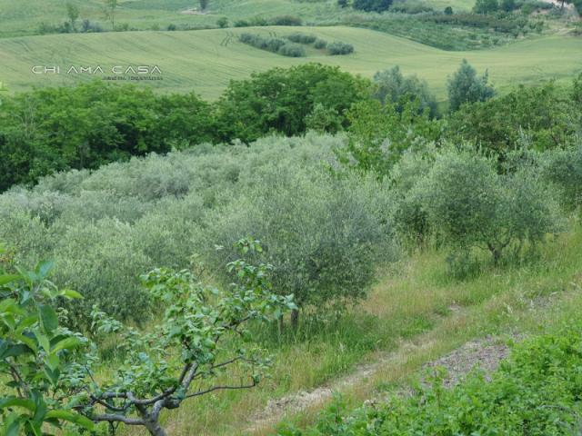 Terreno agricolo in Vendita a Vallefoglia