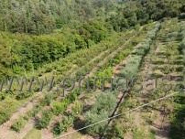 Terreno agricolo in vendita a Verona