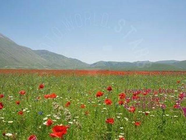 Terreno agricolo in vendita a Viareggio