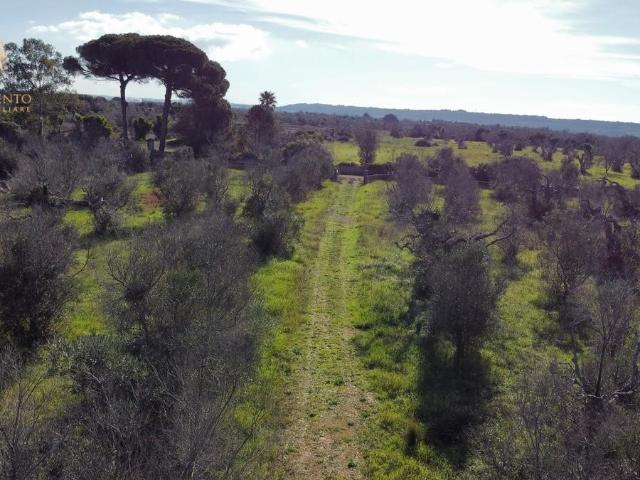 Terreno Agricolo in vendita a Alessano