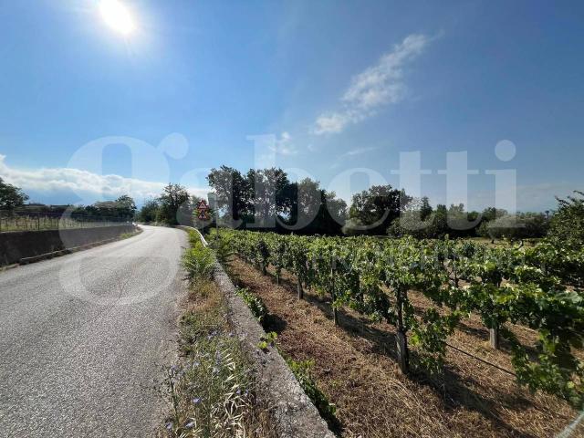 Terreno agricolo in vendita a Alife