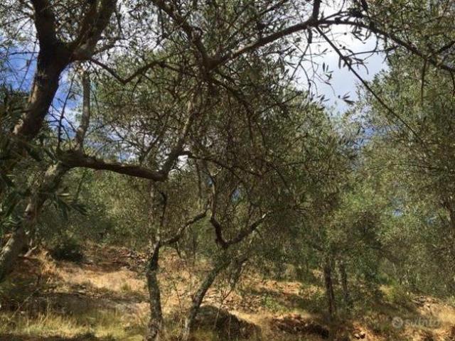 Terreno agricolo in vendita a Asciano San Giuliano Terme 8640 mq Rif: 926141