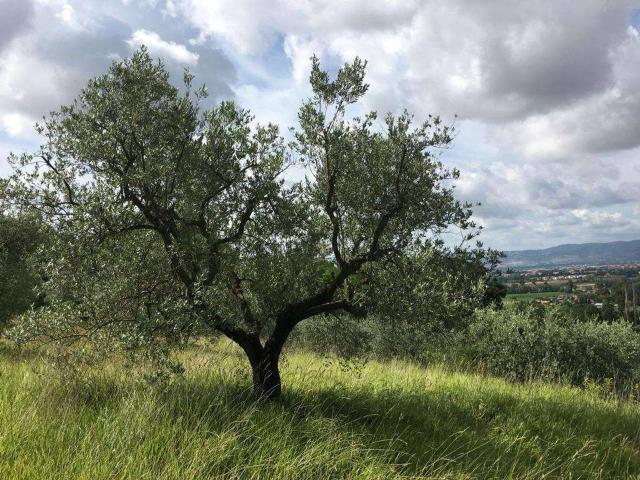 Terreno agricolo in vendita a Assisi