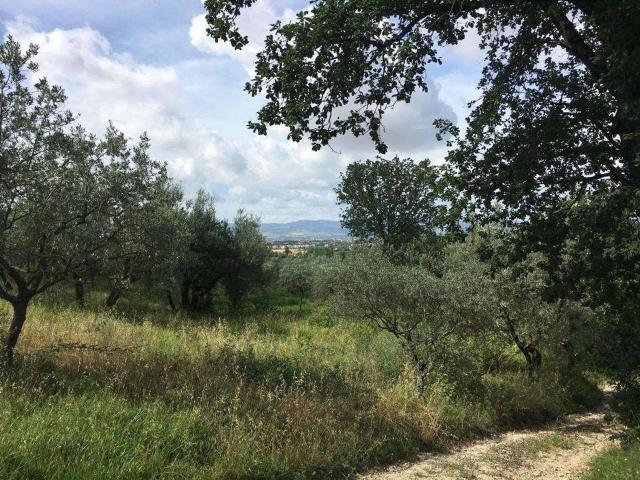 Terreno agricolo in vendita a Assisi