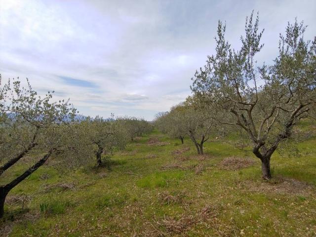 Terreno Agricolo in vendita a Assisi, Rocca Sant'Angelo