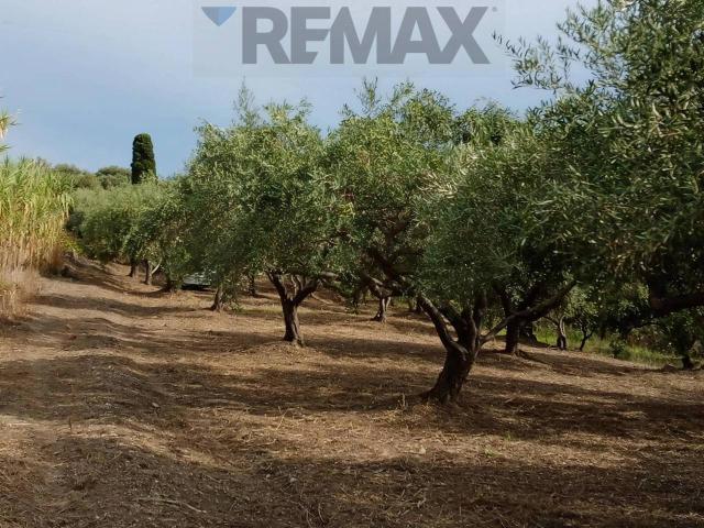 Terreno agricolo in vendita a Barcellona Pozzo Di Gotto
