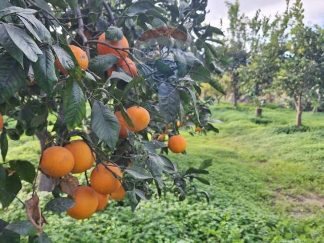 Terreno agricolo in vendita a Belpasso