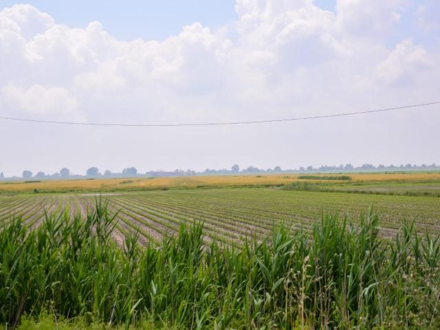 Terreno Agricolo in vendita a Brozolo