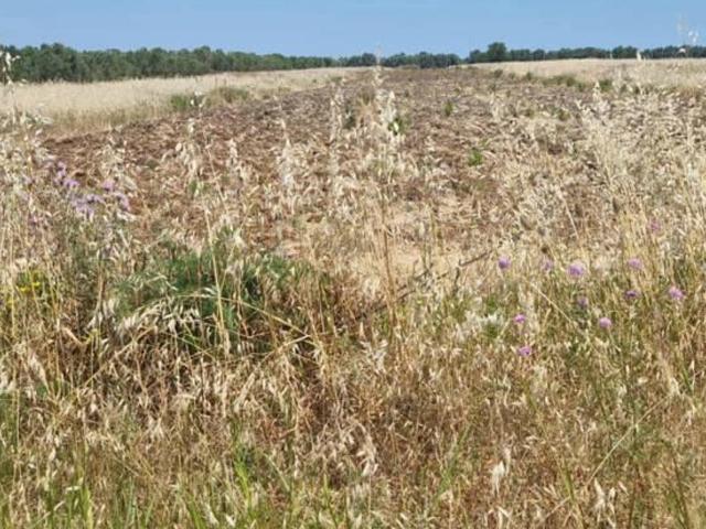 Terreno agricolo in vendita a Brindisi