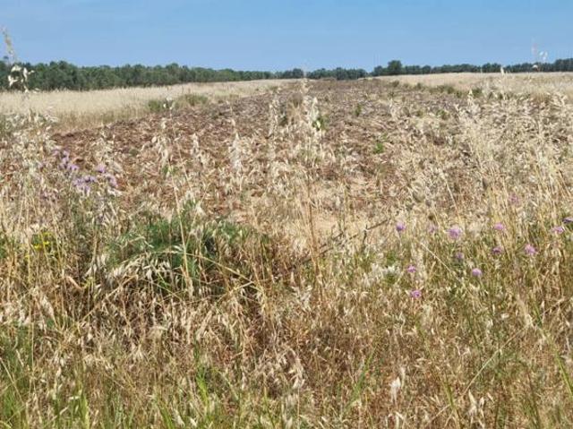 Terreno Agricolo in vendita a Brindisi