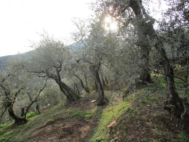 Terreno agricolo in vendita a Buti 5000 mq Rif: 1078734