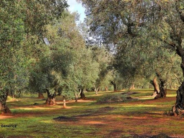 Terreno agricolo in vendita a Buti 5000 mq Rif: 630327
