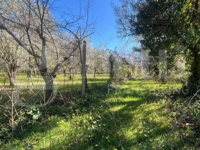 Terreno agricolo in vendita a Camigliano