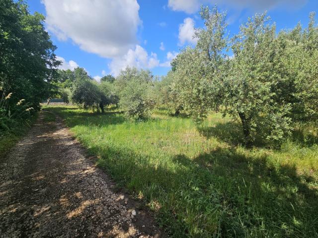 Terreno agricolo in vendita a Calvi Risorta, Visciano Zuni