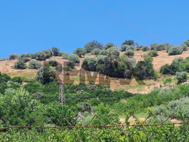 Terreno agricolo in vendita a Calatabiano