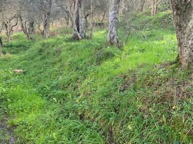 Terreno agricolo in Vendita a Calci
