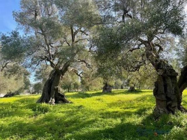 Terreno agricolo in vendita a Calci 1820 mq Rif: 1427228