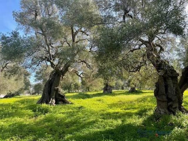 Terreno Agricolo in vendita a Calci