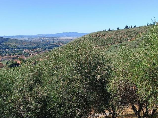 Terreno Agricolo in vendita a Calci