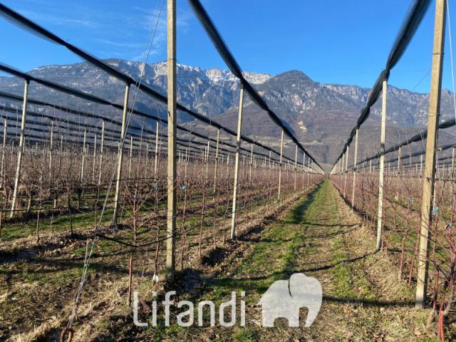 Terreno agricolo in Vendita a Caldaro sulla strada del vino