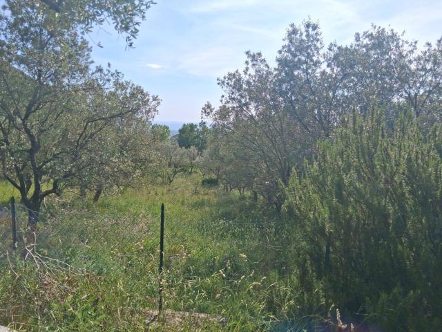 Terreno Agricolo in vendita a Capaccio Paestum