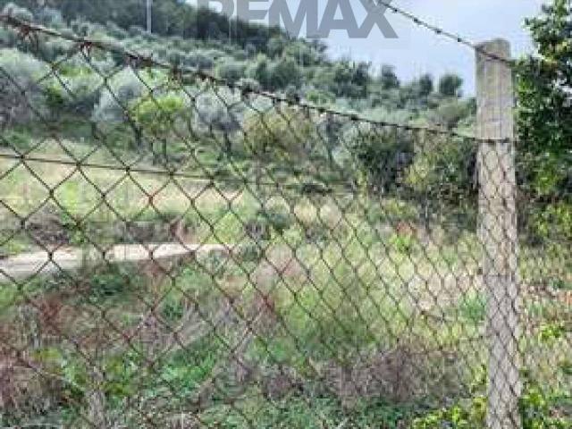 Terreno agricolo in vendita a Caronia