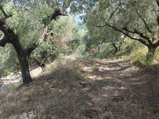 Terreno Agricolo in vendita a Castel San Giorgio