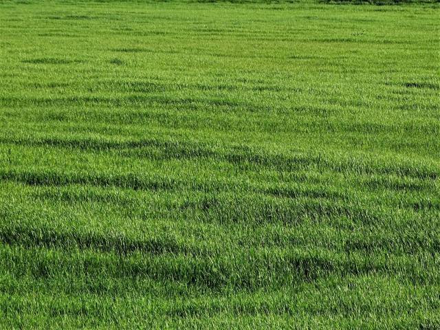 Terreno Agricolo in vendita a Castelfiorentino