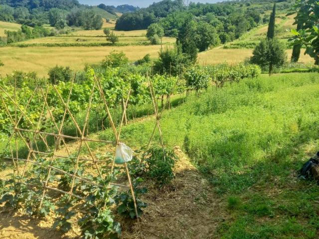 Terreno Agricolo in vendita a Castelfiorentino